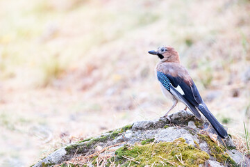 Portrait of a beautiful bird perched on a stone. Jay