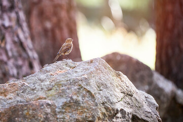 Portrait of a beautiful little bird perched on a stone. Ornithological concept