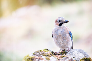 Portrait of a beautiful bird perched on a stone. Jay