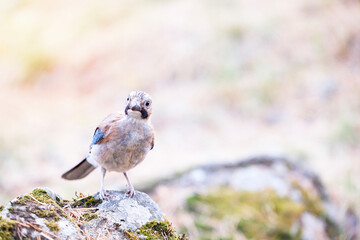 Portrait of a beautiful bird perched on a stone. Jay