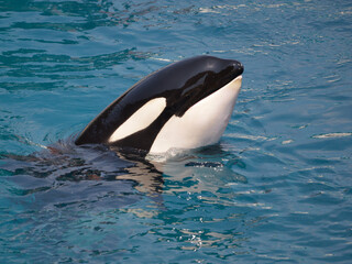 Head of killer whale (Orcinus orca) in blue water