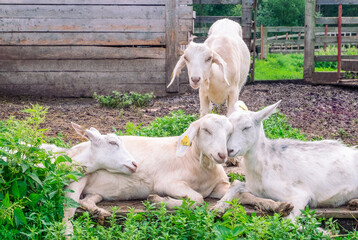 Naklejka na ściany i meble Four white goats in the paddock at the farm. Farming, animal husbandry, rural life concept. Horizontal orientation, selective focus.