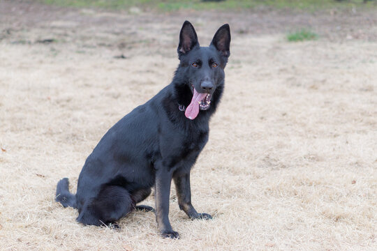 警察犬 Images Browse 452 Stock Photos Vectors And Video Adobe Stock 警察犬 Images Browse 452 Stock Photos Vectors And Video Adobe Stock