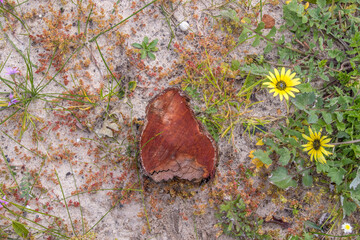 Two small yellow flowers, green grass and a piece of wood isolated on a patch of sandy soil