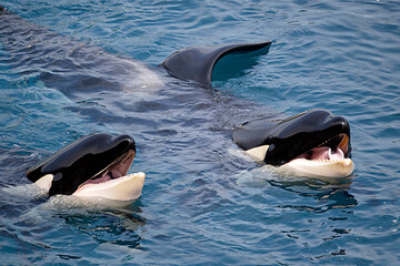 Closeup of two killer whales (Orcinus orca) opening mouth in blue water © Christian Musat