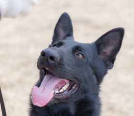 Naklejka premium ジャーマンシェパードドッグ 犬 ブラックシェパード 警察犬