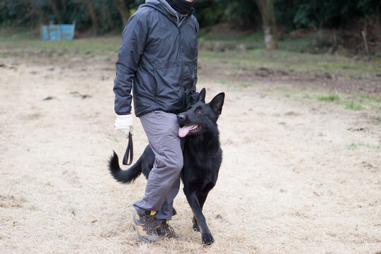 365 Best 警察犬 Images Stock Photos Vectors Adobe Stock