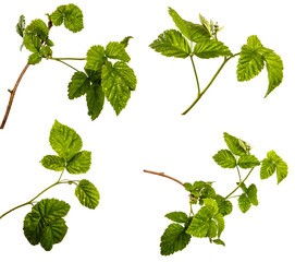 green sprout of raspberry bush on a white background. set, collection