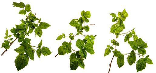 green sprout of raspberry bush on a white background. set, collection