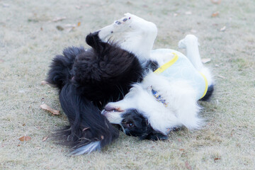 ボーダーコリー　犬　牧羊犬