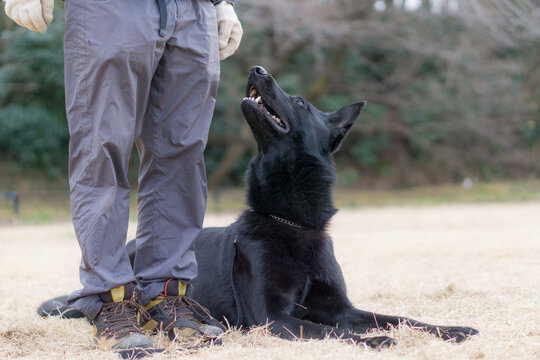 警察犬 Images Browse 452 Stock Photos Vectors And Video Adobe Stock 警察犬 Images Browse 452 Stock Photos Vectors And Video Adobe Stock