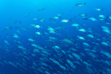 Fototapeta na wymiar Surrounded by a school of fish