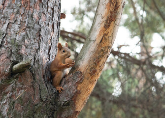 Squirrel gnaws a nut on a branch of a coniferous tree