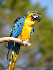 Gelbbrustara macaw or blue-and-gold macaw (Ara ararauna) on wood perch viewed from profile
