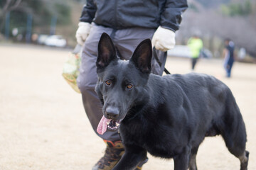 ジャーマンシェパードドッグ　犬　ブラックシェパード　警察犬