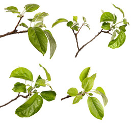 apple tree branch with green leaves on a white background. set, collection