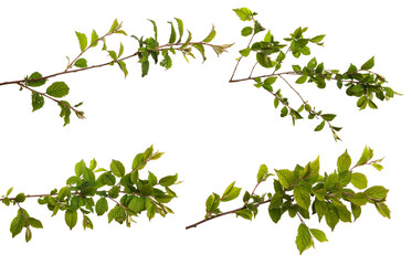 branch of felt cherry with green leaves on a white background. set, collection