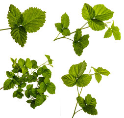 young raspberry bush sprout with green leaves on a white background. set, collection