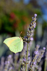 Macro of male Cleopatra butterfly (Gonepteryx cleopatra) feeding on lavender flower viewed of profile
