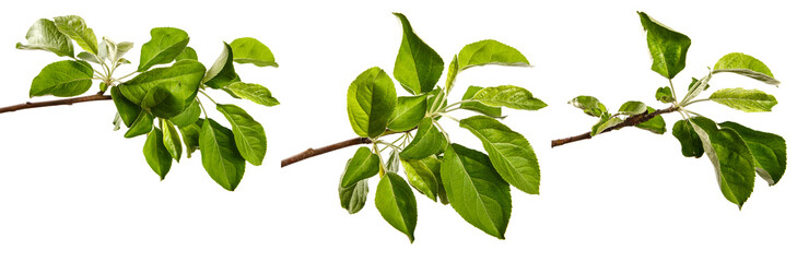 apple tree branch with green leaves on a white background. set, collection