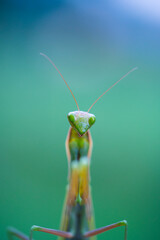 European mantis - Mantis (Mantis religiosa), Insectos, Arthropodos, Cantabria, Spain, Europe