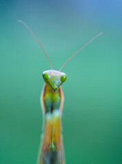 European mantis - Mantis (Mantis religiosa), Insectos, Arthropodos, Cantabria, Spain, Europe