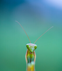 European mantis - Mantis (Mantis religiosa), Insectos, Arthropodos, Cantabria, Spain, Europe