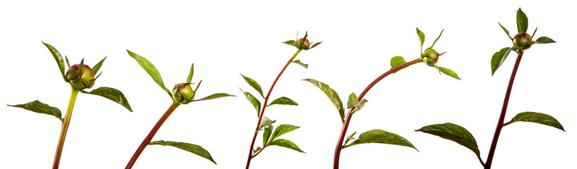 sprout of peony with unblown bud on a white background. set, collection