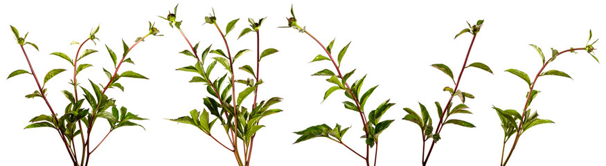 sprout of peony with unblown bud on a white background. set, collection