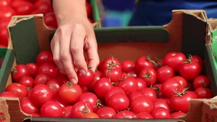 Vegetable saleswoman beautifully lays out the goods, aligns red tomatoes in a box.