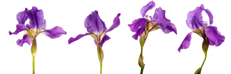 Deurstickers blooming purple iris flower on a white background. set, collection © toomler