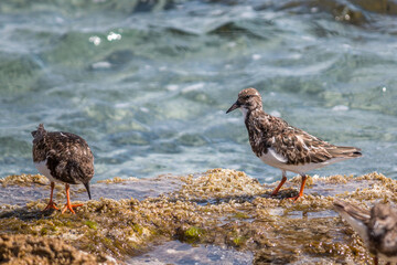 Dos Arenaria interpres conocidos como vuelvepiedras en las rocas de la orilla del mar buscando comida