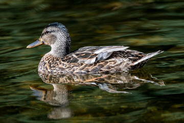 Patos