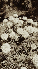 Black and white Marigolds Mexican marigold, Aztec marigold