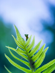 European mantis - Mantis (Mantis religiosa), Insectos, Arthropodos, Cantabria, Spain, Europe