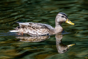 Patos