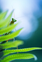 European mantis - Mantis (Mantis religiosa), Insectos, Arthropodos, Cantabria, Spain, Europe
