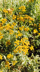 field nature spring yellow flower