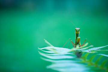 European mantis - Mantis (Mantis religiosa), Insectos, Arthropodos, Cantabria, Spain, Europe