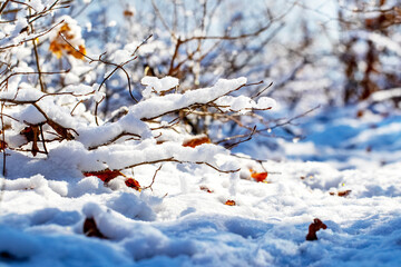 The branches of trees and shrubs are covered with a large cap of snow in sunny weather