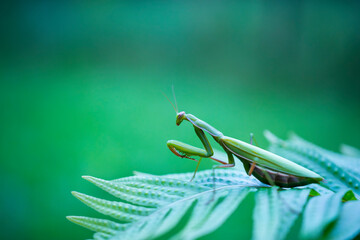 European mantis - Mantis (Mantis religiosa), Insectos, Arthropodos, Cantabria, Spain, Europe