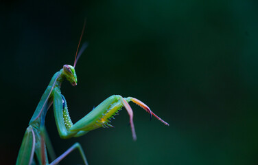 European mantis - Mantis (Mantis religiosa), Insectos, Arthropodos, Cantabria, Spain, Europe
