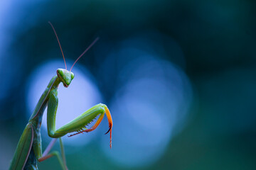European mantis - Mantis (Mantis religiosa), Insectos, Arthropodos, Cantabria, Spain, Europe