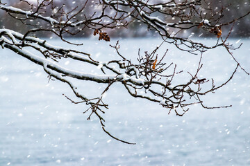 Snow-covered tree branch near the river during a snowfall