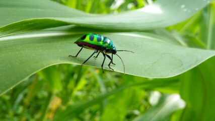 bug on leaf © Mary