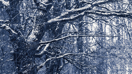 Snow-covered  trees in a dark dense forest during a snowfall