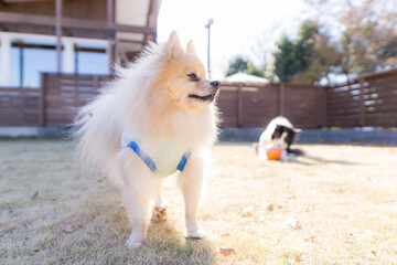 ポメラニアン 犬