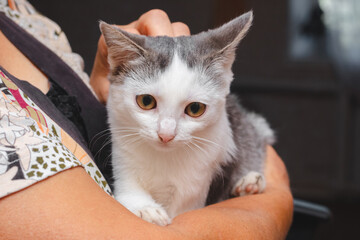 Woman holds and caresses a white kitten