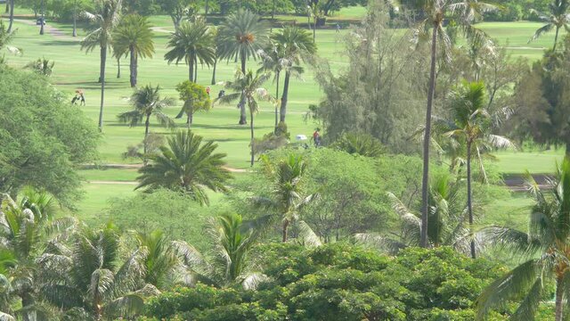 Tropical golf field in 4k