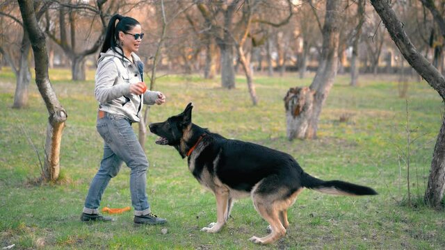 Woman plays with a dog in the park. German Shepherd puts his paws on the shoulders of the Owner and receives the ball. Dog performs command concept. High quality 4k footage.